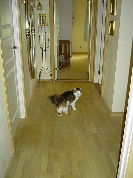 Norsk Skovkat Haimdal (skalde)(RIP) billede 3