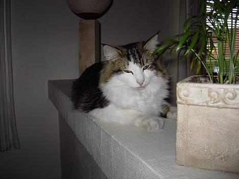 Norsk Skovkat Haimdal (skalde)(RIP) billede 4