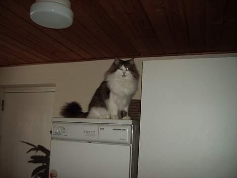 Norsk Skovkat Haimdal (skalde)(RIP) billede 5