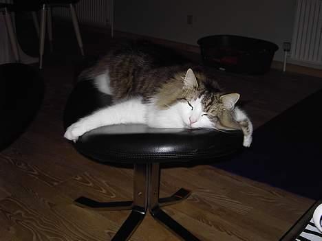 Norsk Skovkat Haimdal (skalde)(RIP) billede 6