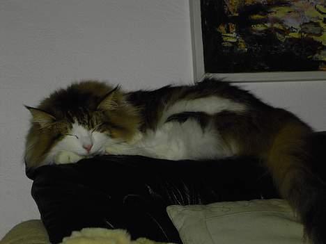 Norsk Skovkat Haimdal (skalde)(RIP) billede 7