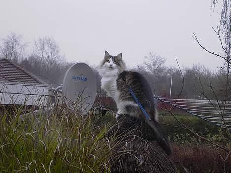 Norsk Skovkat Haimdal (skalde)(RIP) billede 9