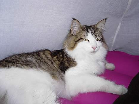 Norsk Skovkat Haimdal (skalde)(RIP) billede 10