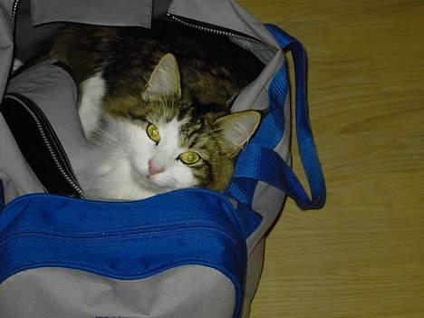 Norsk Skovkat Haimdal (skalde)(RIP) billede 11