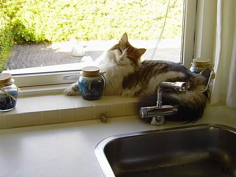 Norsk Skovkat Haimdal (skalde)(RIP) billede 12