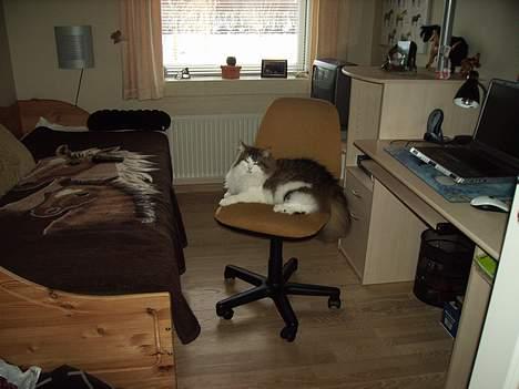 Norsk Skovkat Haimdal (skalde)(RIP) billede 13