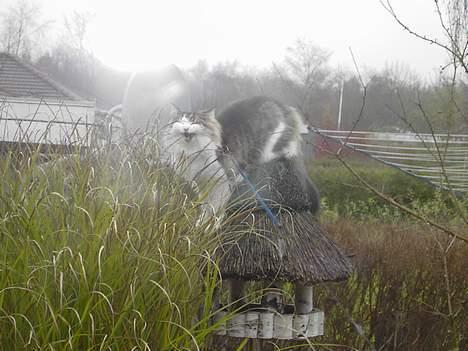 Norsk Skovkat Haimdal (skalde)(RIP) billede 14