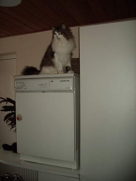 Norsk Skovkat Haimdal (skalde)(RIP) billede 15