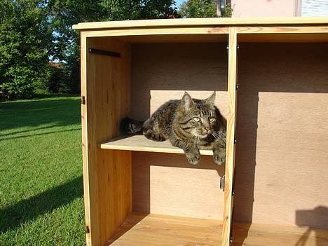 Blanding af racer Wiliam R.I.P :'( - Wiliam billede 1