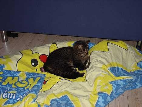 Blanding af racer Wiliam R.I.P :'( - Han ligger på en dyne på gulvet i stuen billede 2