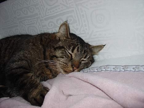 Blanding af racer Wiliam R.I.P :'( - Han vil ikke ligge i den bare sofa fordi det har han lært :´D billede 3