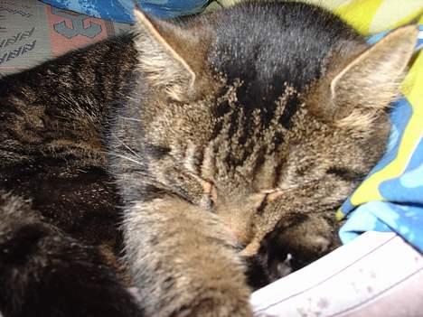 Blanding af racer Wiliam R.I.P :'( - Elsker det billed <´3 billede 4