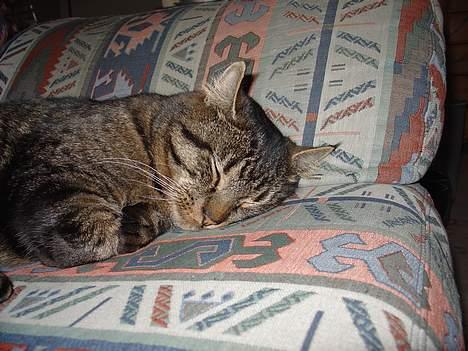 Blanding af racer Wiliam R.I.P :'( - I vores gamle sofa. billede 5