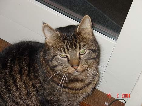 Blanding af racer Wiliam R.I.P :'( - JEG VIL UUUUUDDDD !!! billede 6