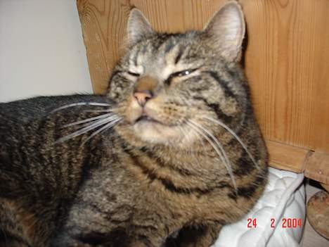 Blanding af racer Wiliam R.I.P :'( - Han nyder simpelthen bare livet :P billede 7