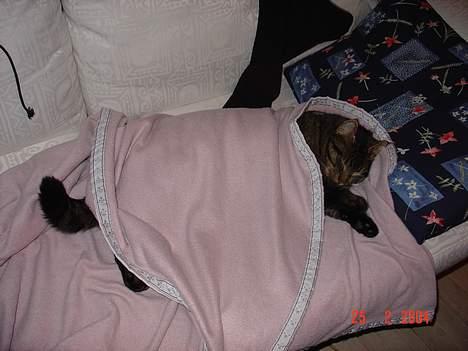 Blanding af racer Wiliam R.I.P :'( - Det var lidt koldt . billede 8