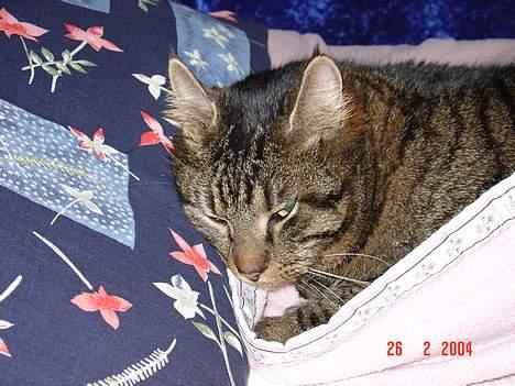 Blanding af racer Wiliam R.I.P :'( - Der ligger han også indpakket billede 9