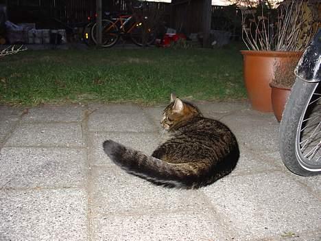 Blanding af racer Wiliam R.I.P :'( - Se hans tykkke hale :D billede 10