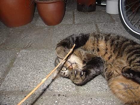 Blanding af racer Wiliam R.I.P :'( - Godt billed. billede 11