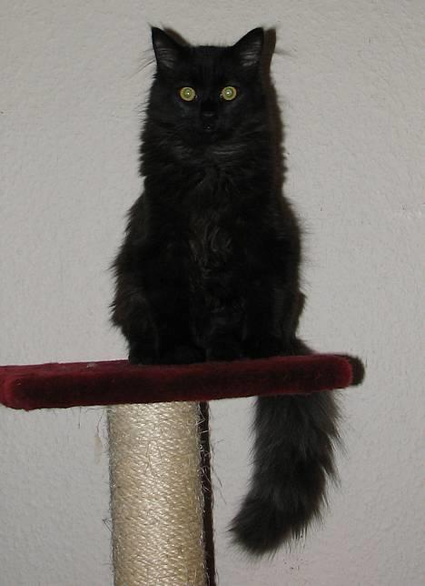 Blanding af racer Emil billede 1