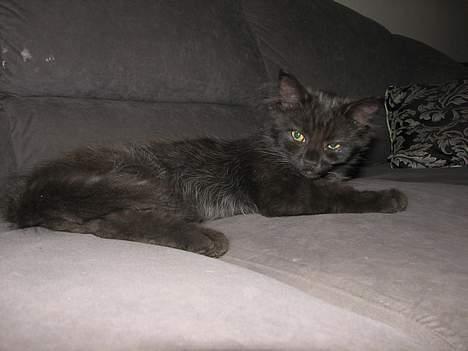 Blanding af racer Emil - Her er jeg Killing billede 2