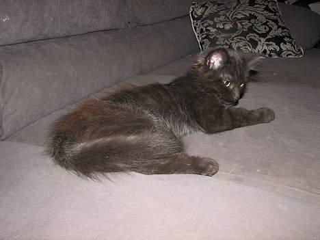 Blanding af racer Emil - Her er jeg Killing billede 3