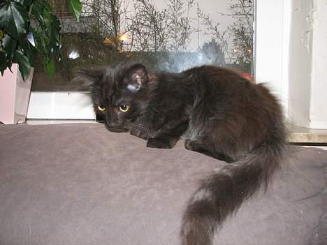 Blanding af racer Emil - Her er jeg Killing billede 4