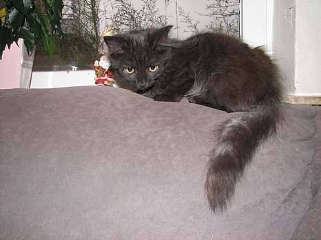 Blanding af racer Emil - Her er jeg Killing billede 5