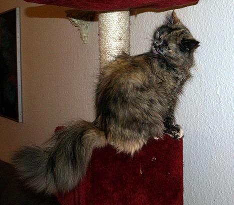 Blanding af racer Amanda - DØD :-( billede 1