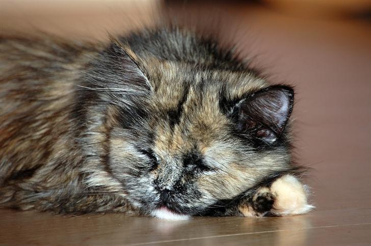 Blanding af racer Amanda - DØD :-( - Her er jeg Killing billede 2