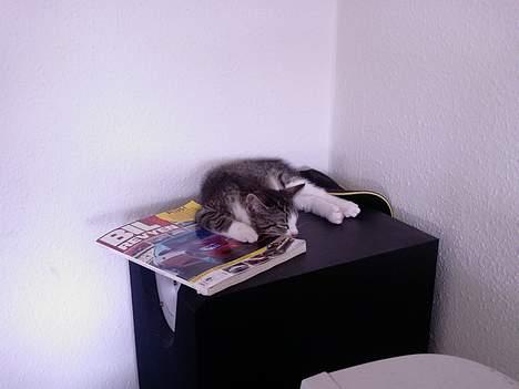 Huskat OLIVER - Ligger lige og putter på far´s højtalere...  billede 6