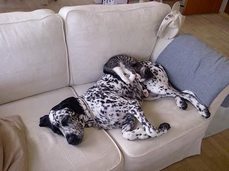 Huskat OLIVER - Åhh.. man ligger godt her oven på "fætter" Nico! billede 7