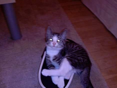 Huskat OLIVER - Far.. jeg låner den bare lige :)   :) billede 8