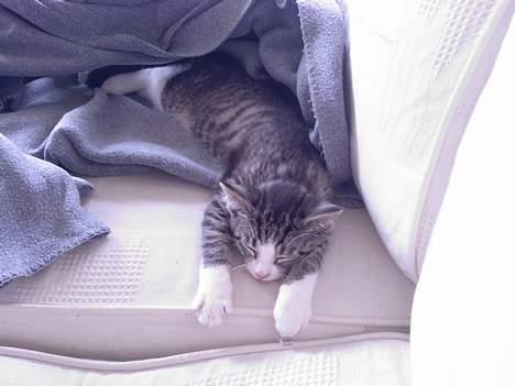 Huskat OLIVER - Putte mis billede 9