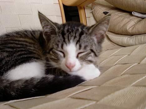 Huskat OLIVER billede 10