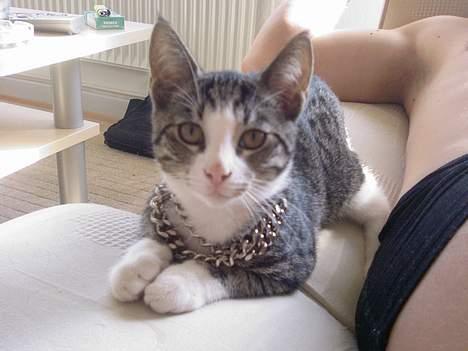 Huskat OLIVER - Gangster mis ;-)  billede 11