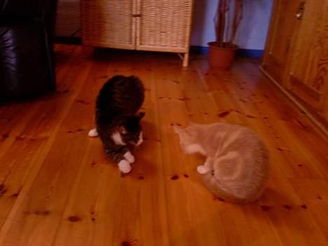 Huskat OLIVER - Her besøger jeg min bror Speedy. Uhh.. det er længe siden. ser vi ikke farlige ud..!?! billede 12