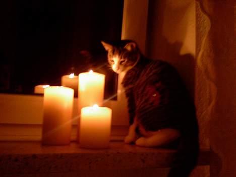 Huskat OLIVER billede 13