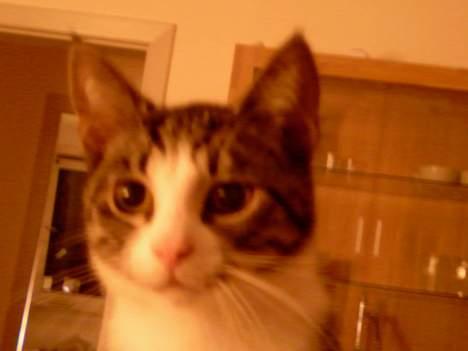 Huskat OLIVER billede 14