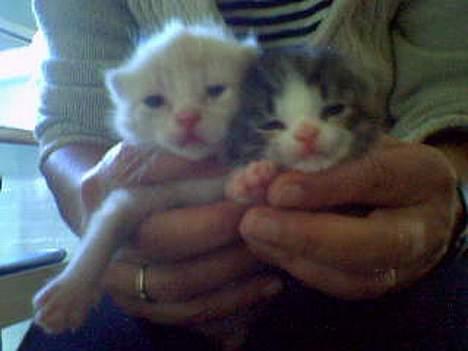 Huskat OLIVER - Her har jeg lige lært at åbne øjnene og se verden..! Det er Speedy ved siden af mig :)  billede 15