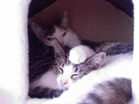 Huskat OLIVER - Mille passer godt på mig :-) billede 16