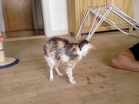 Huskat Mille - Adddd... vandet er vådt ;-) billede 19