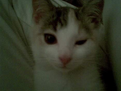 Huskat Mille billede 20