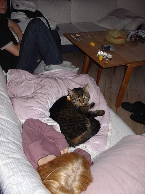 Blanding af racer Wiliam R.I.P :'( - Wiliam skal da også pyntes op [; billede 12