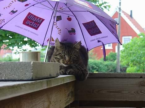 Blanding af racer Wiliam R.I.P :'( - Det regnede ikke lige der med det gjorde det senere. billede 13