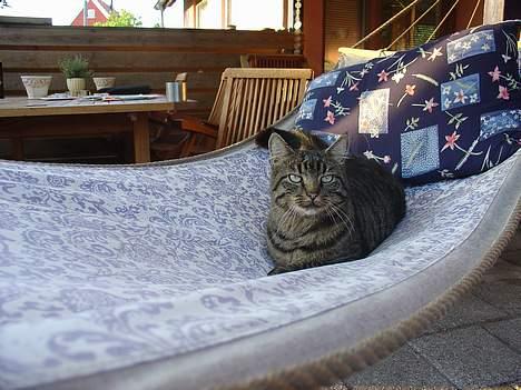 Blanding af racer Wiliam R.I.P :'( - Hængekøjen er ikke kun til mennesker :P billede 14