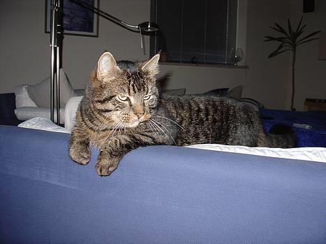 Blanding af racer Wiliam R.I.P :'( - Det er min sofa ! billede 15