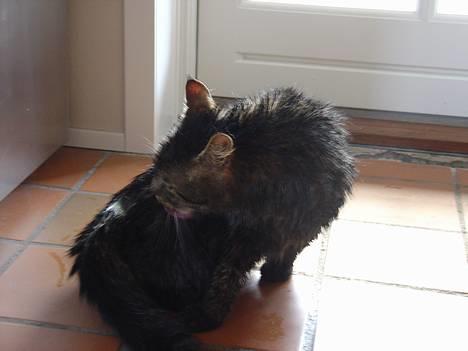 Blanding af racer Wiliam R.I.P :'( - Han var lige i bad så han sidder og vasker sig. billede 16