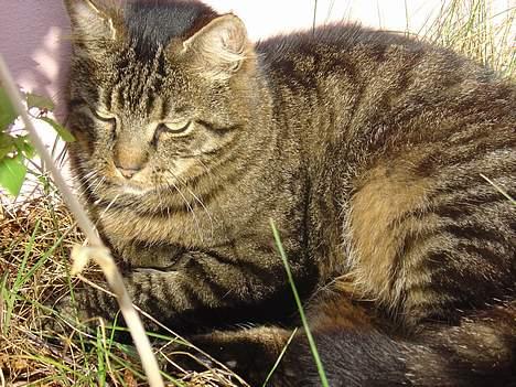 Blanding af racer Wiliam R.I.P :'( - Lille tiger <´3 billede 17