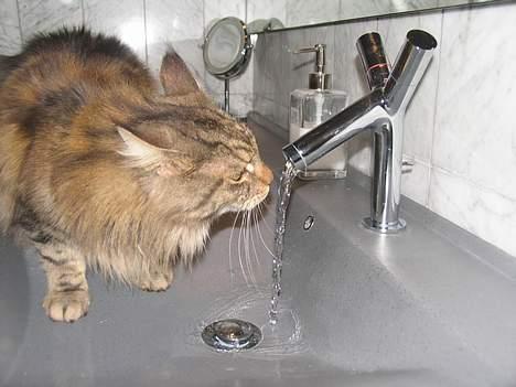 Maine Coon Thor - Tja, han kan så godt lide vand! billede 1